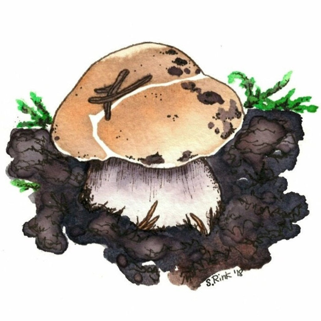 Baby Bolete Sticker