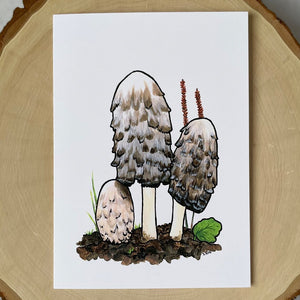 Shaggy Mane Notecard