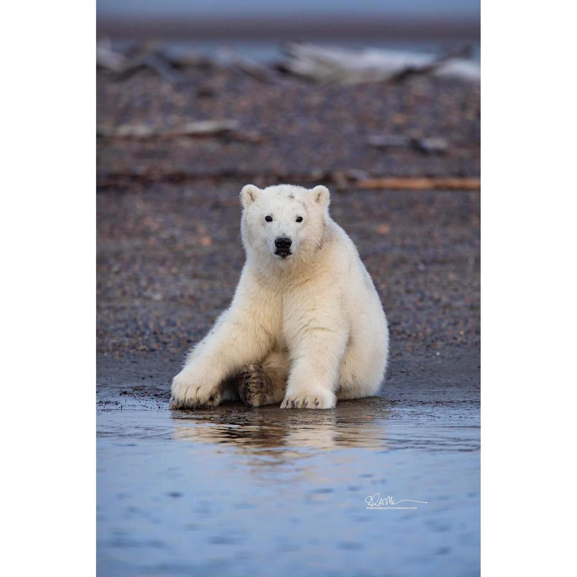 Polar Cub - Matted Print