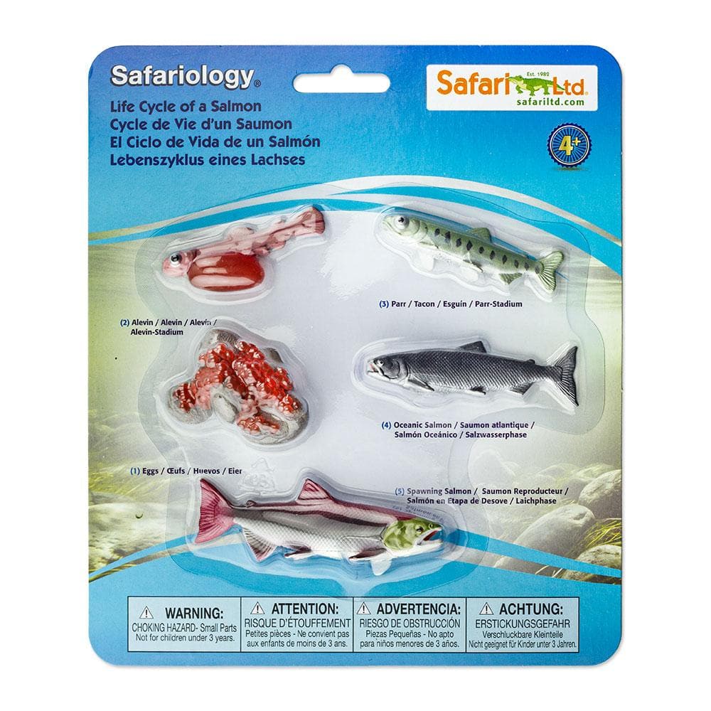 Cycle of Life Salmon