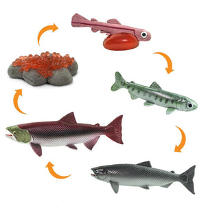 Cycle of Life Salmon