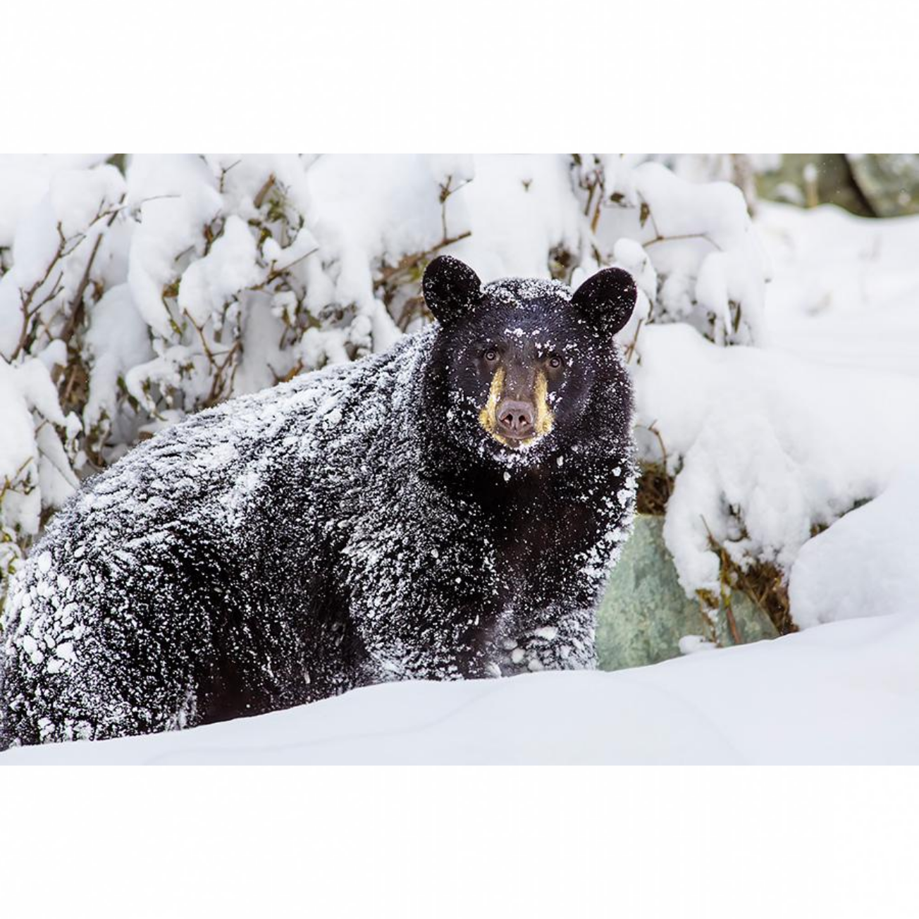 Snow Bear Stare - Metal Print