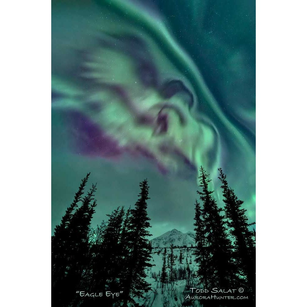Eagle Eye - Metal Print
