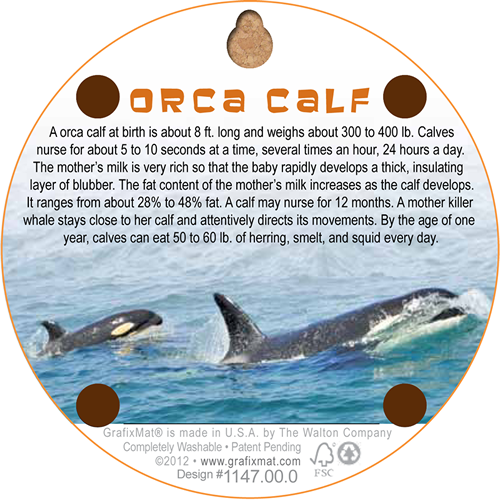 Orca Calf Cork Coaster