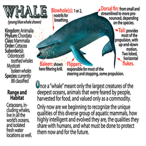 Whale Flipbook