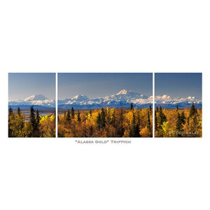 Alaska Gold - Metal Prints