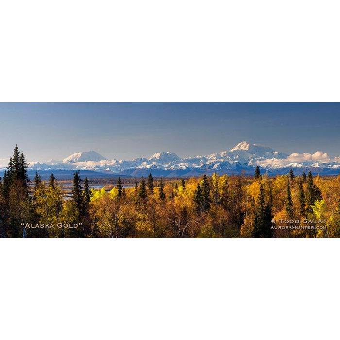 Alaska Gold - Metal Prints