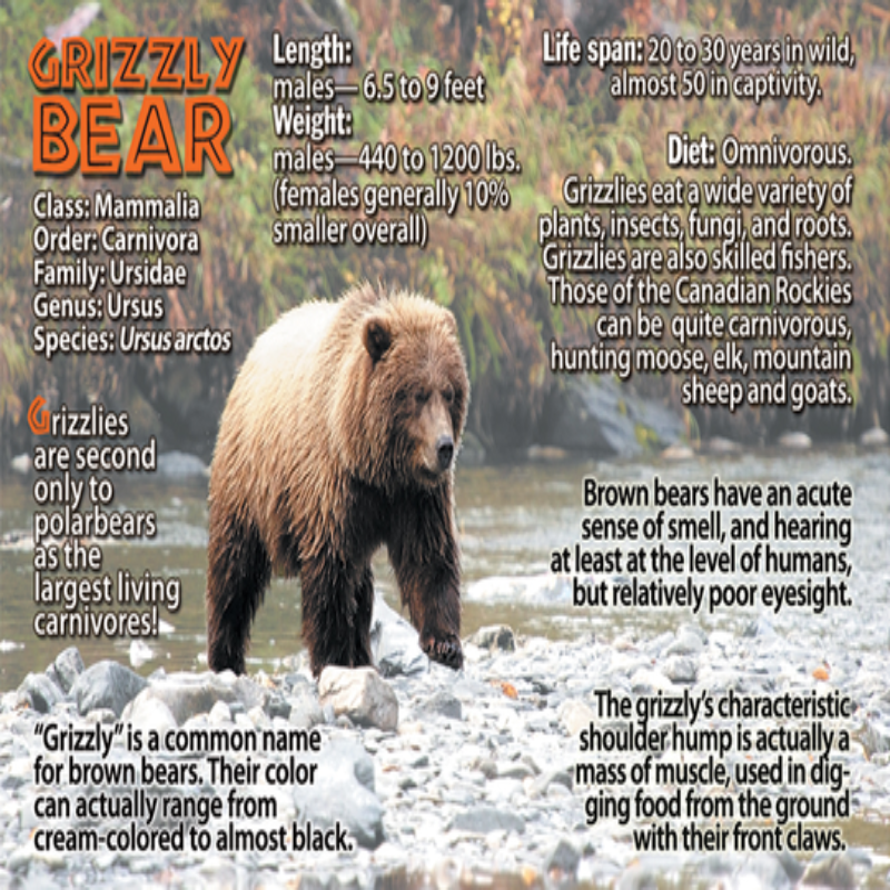 Grizzly Bear Flipbook