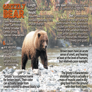 Grizzly Bear Flipbook