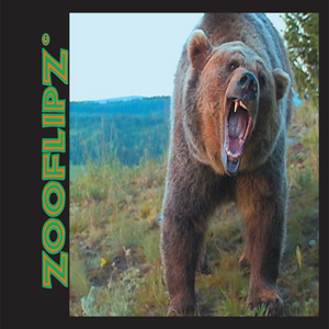 Grizzly Bear Flipbook