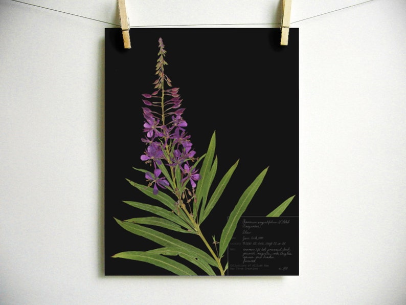 Fireweed Print