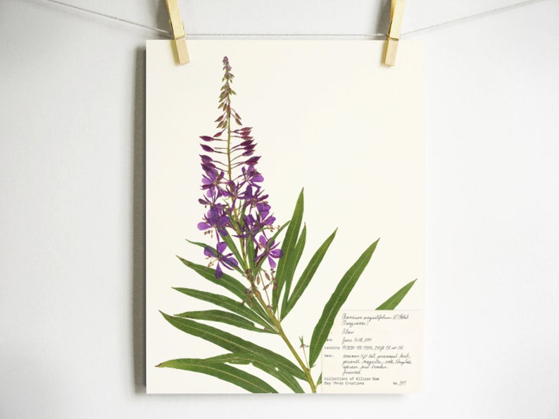 Fireweed Print