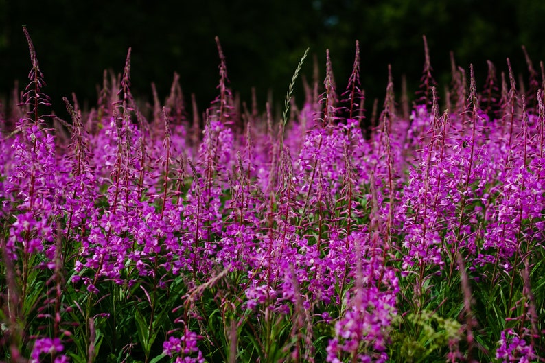 Fireweed Seeds