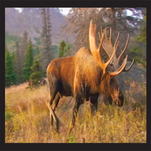 Moose Flipbook