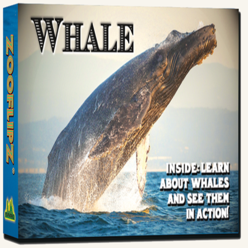 Whale Flipbook